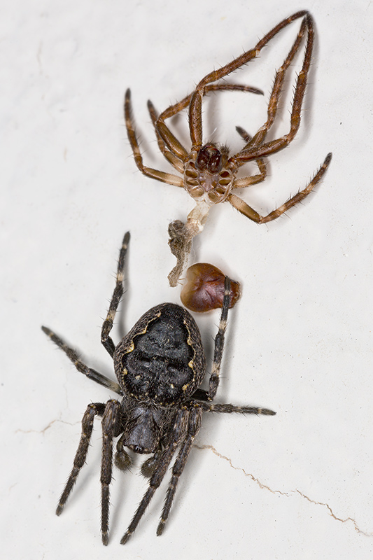 Nuctenea umbratica - Verzegnis (UD)